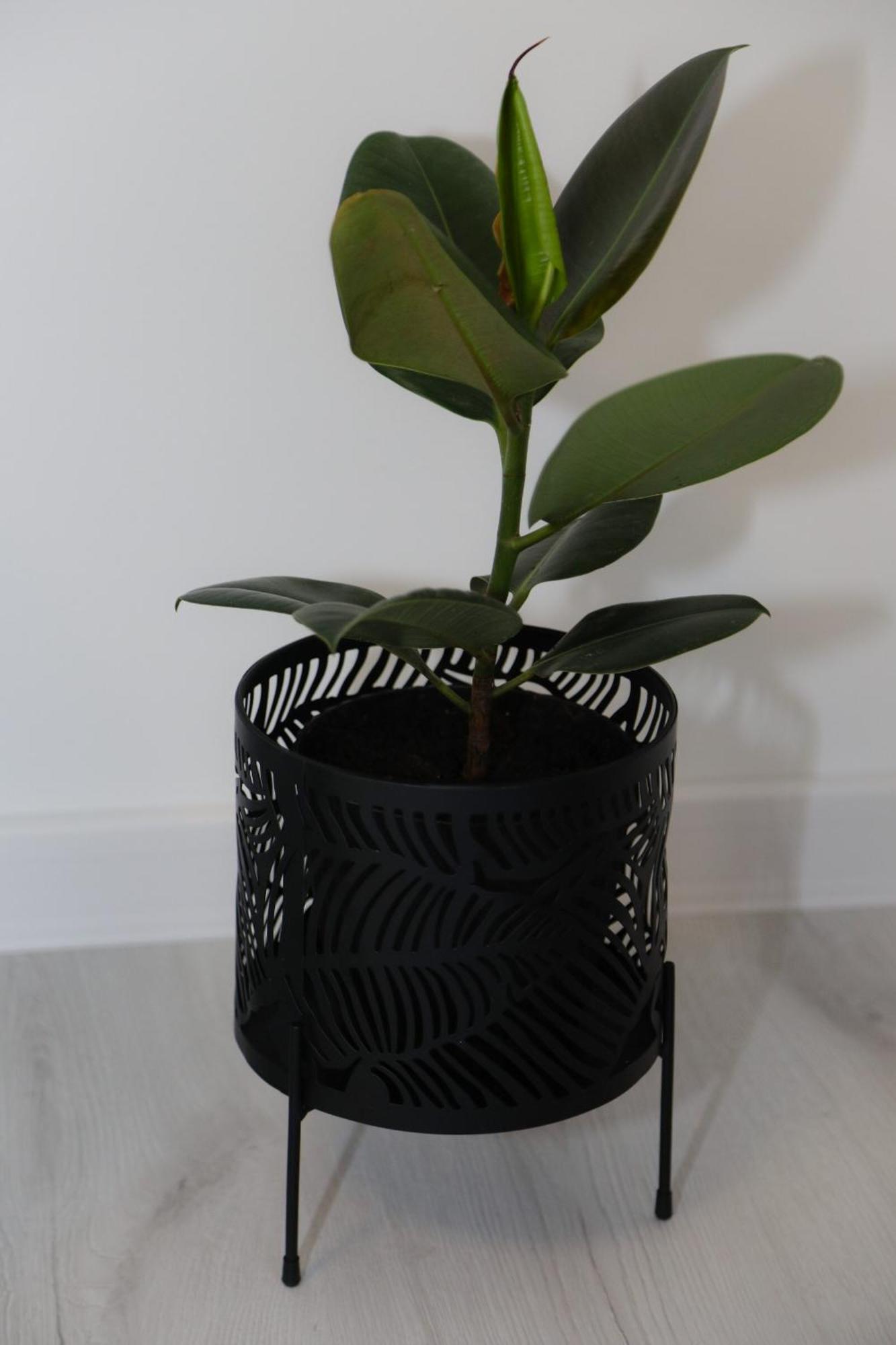 מוסטר Apartman Keman מראה חיצוני תמונה
